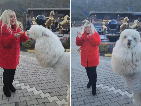 صفیه سویمان از رفتار آلپاکای دست‌آموز خود شوکه شد