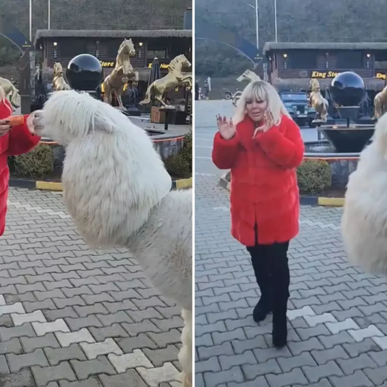 صفیه سویمان از رفتار آلپاکای دست‌آموز خود شوکه شد