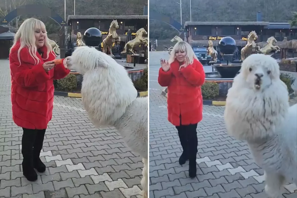 صفیه سویمان از رفتار آلپاکای دست‌آموز خود شوکه شد